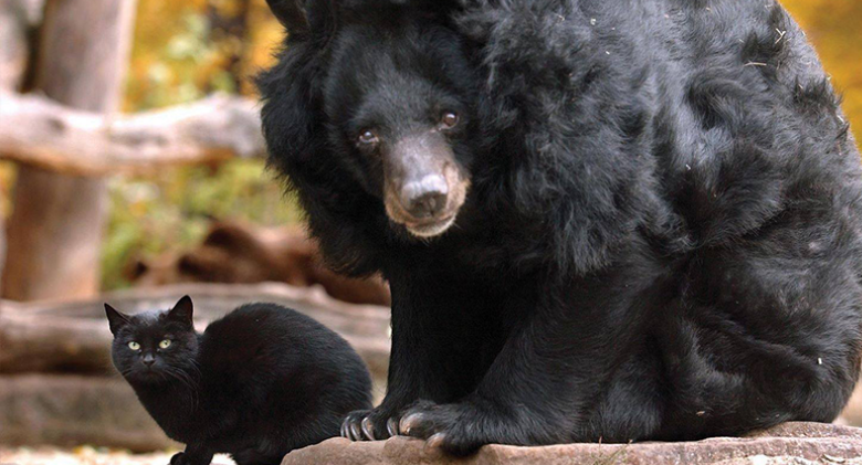 Mäuschen and Muschi: A House Cat and a Bear's Ten-Year Relationship