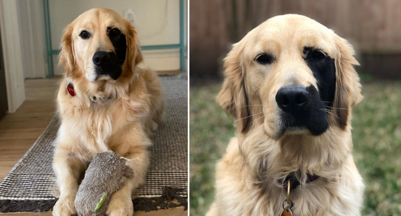 Meet Enzo, a one-of-a-kind Golden Retriever with a charming birthmark