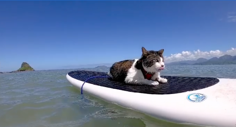 Meet Hokule'a, a cat who enjoys surfing