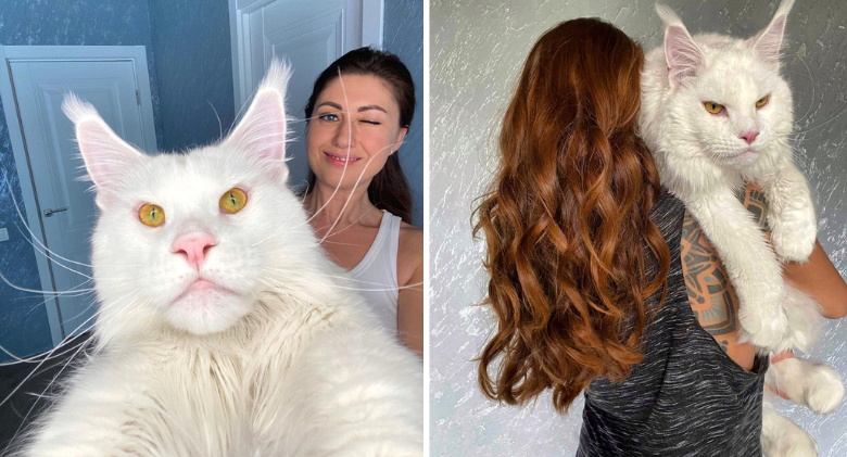 Meet Kefir, a Maine Coon Kitten who continues to grow and weigh more than 27 pounds