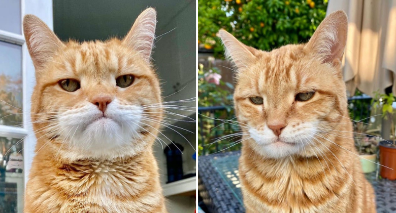 Meet Marley, the cat who appears to be judging you constantly and is perpetually sad