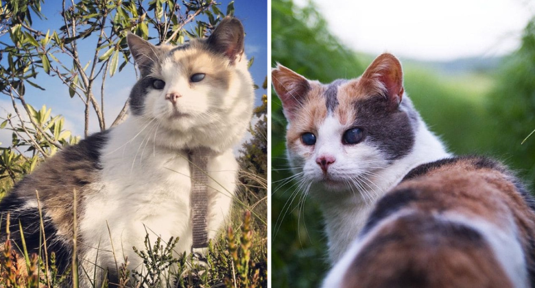 Meet Stevie, the rescued blind cat who enjoys hiking