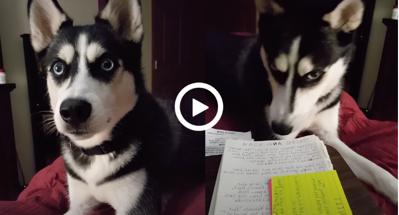 Mom was attempting to study, but her Husky was going to Husky
