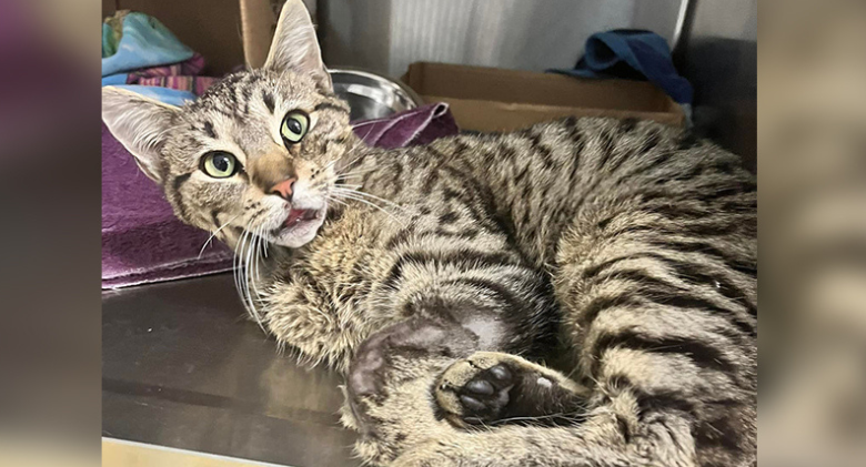 Morgan is saved by rescuers, but the cat is left looking surprised due to a jaw injury