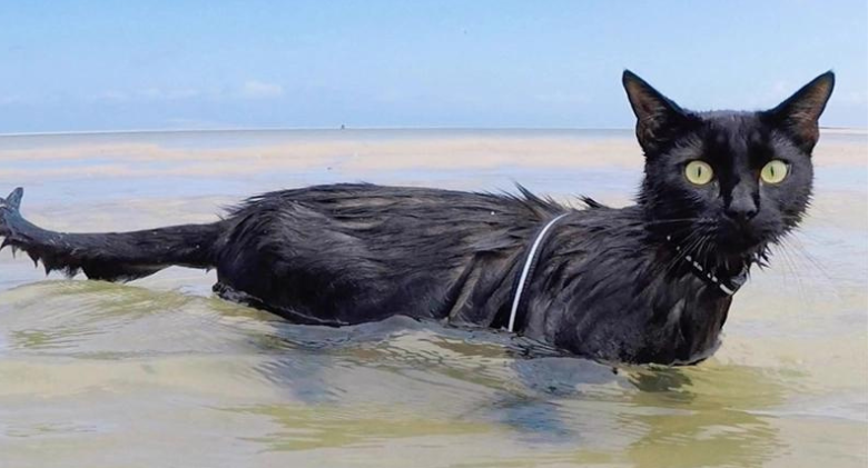 Nathan the Beach Cat and Winnie Love the Ocean mashup