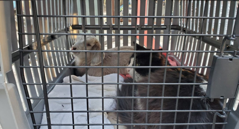 No fire alarms at home could spell disaster for the family cat and the young goat