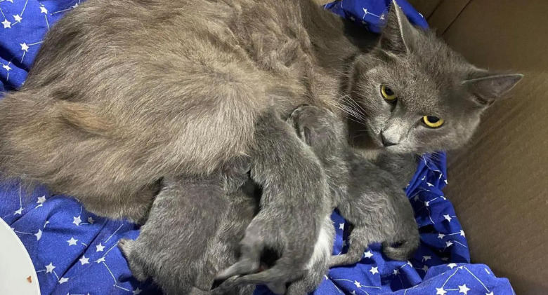 No one is left behind, a cat keeps six kittens with her at a car yard until help arrives