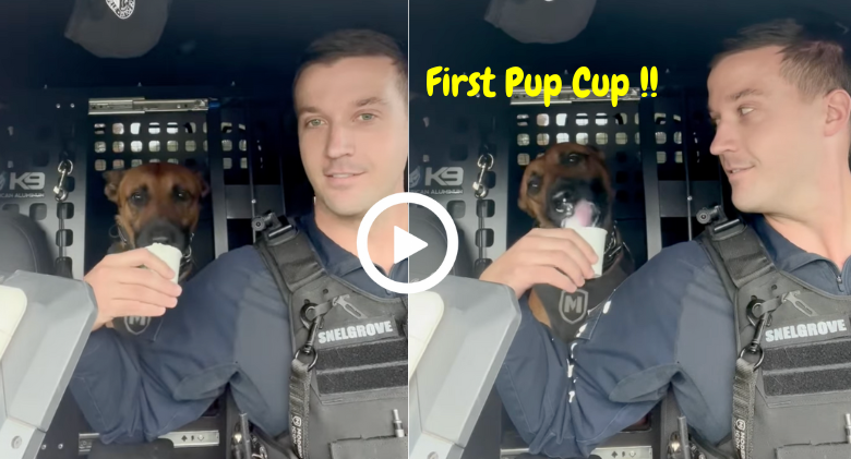 Officer Snelgrove gave K9 Rheumii a pup cup for his first hard work, video goes viral
