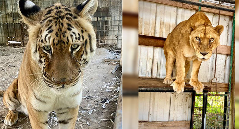 Older Lioness and Her Big Cat Sisters Find Peace After Years of Torment