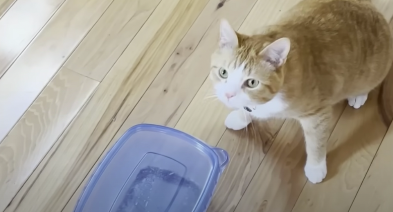 Oliver the "Container Cat" Enjoys Living in and Using Containers