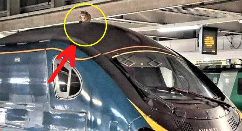 Passengers are delayed by a stray cat perched atop a high-speed train