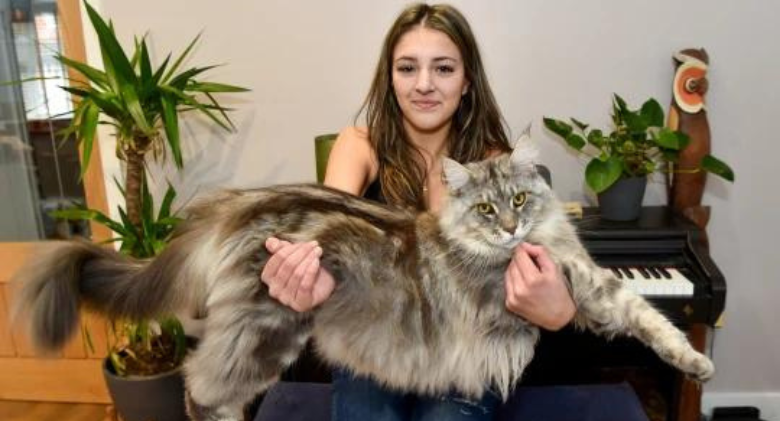 People mistake the family cat, who is very large, for a dog