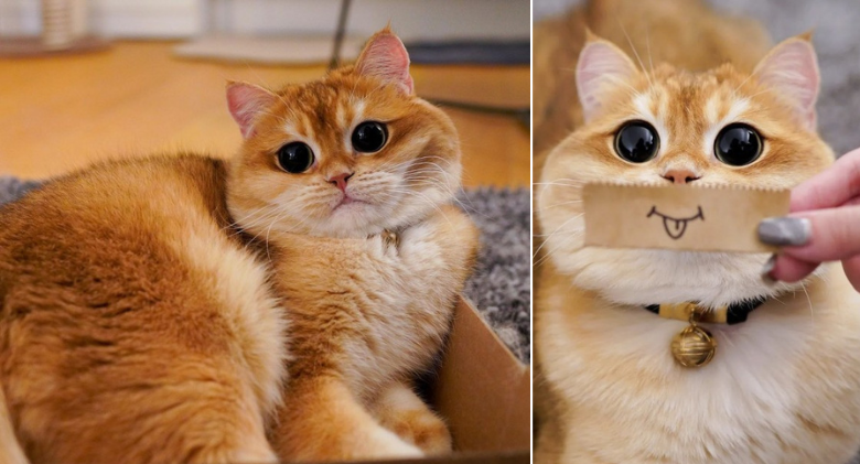 Pisco, the feline with large eyes who resembles a real-life Puss in Boots