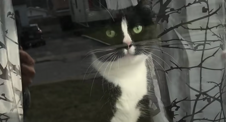 Post Mail Carrier Laughably Records This Cat's Day-to-Day "Protection" of Its Domain