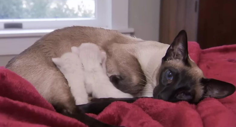 Protective New Mom Takes Care of Her Inquisitive Siamese Kittens