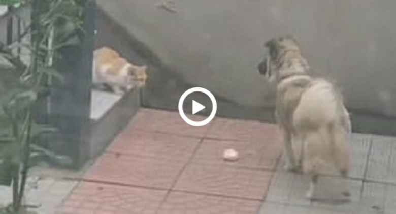 Pudding the dog, a family pet, brings a pork bun home for the stray cat to eat