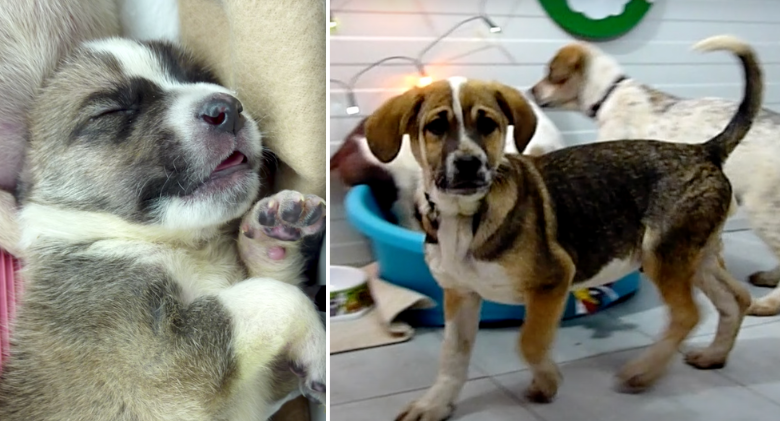 Puppy Left On The Road In A Bag With His Brothers And Sisters Discovers the love