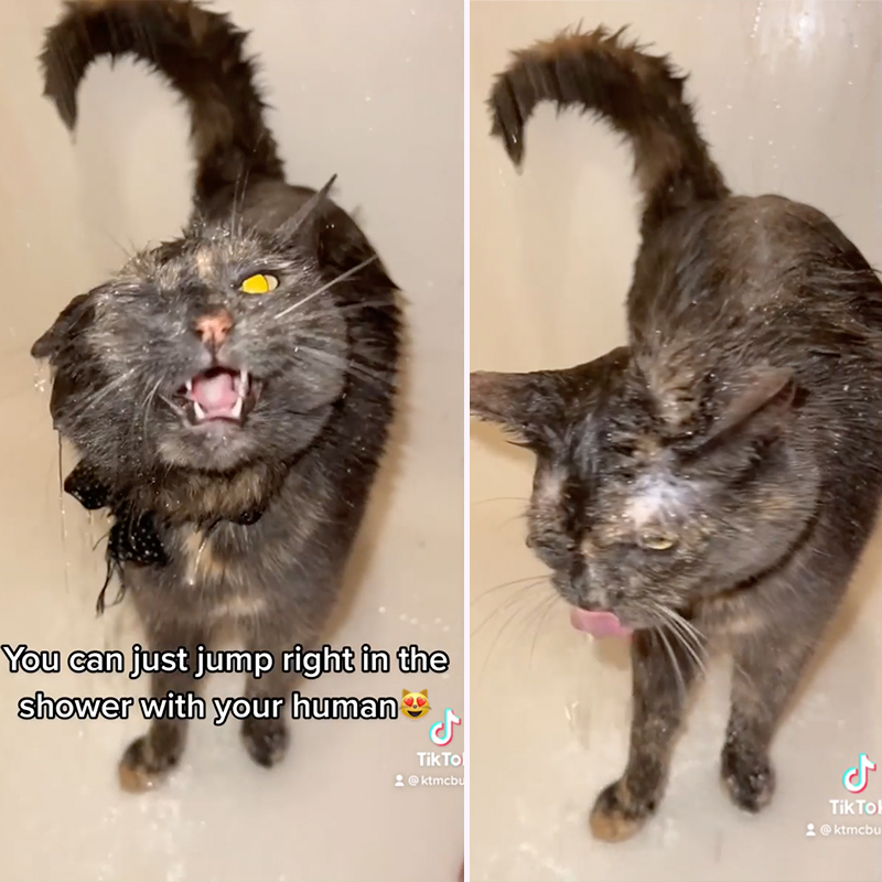 When it comes to taking a bath, Pym the Shower Cat is "All In"