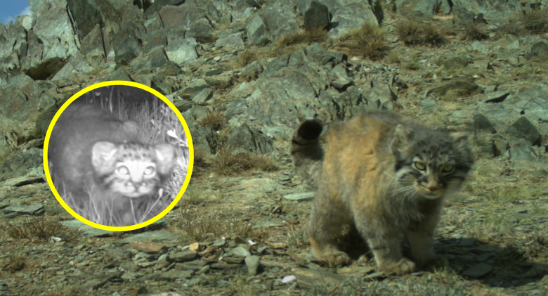 Rare, brand-new video of Pallas's cat cubs! in mountains