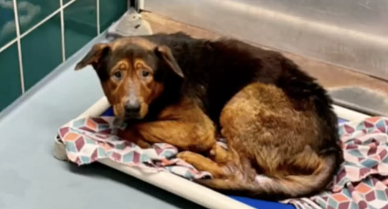 Rescue of a shelter dog that had given up all hope just before euthanasia