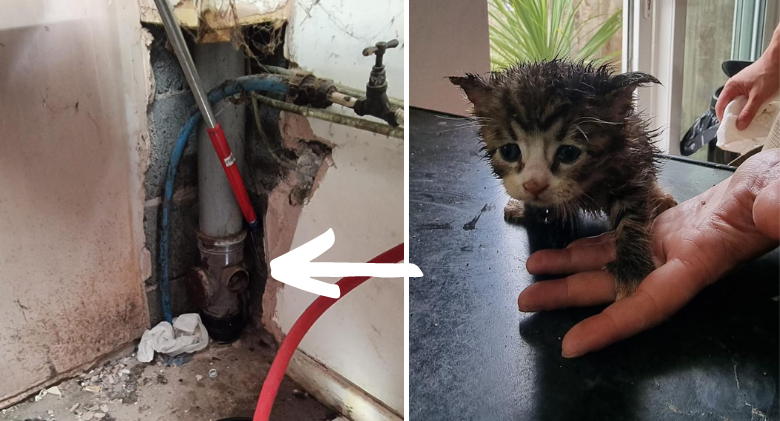 Rescued by firefighters from an offensive dirt pipe is a little kitten