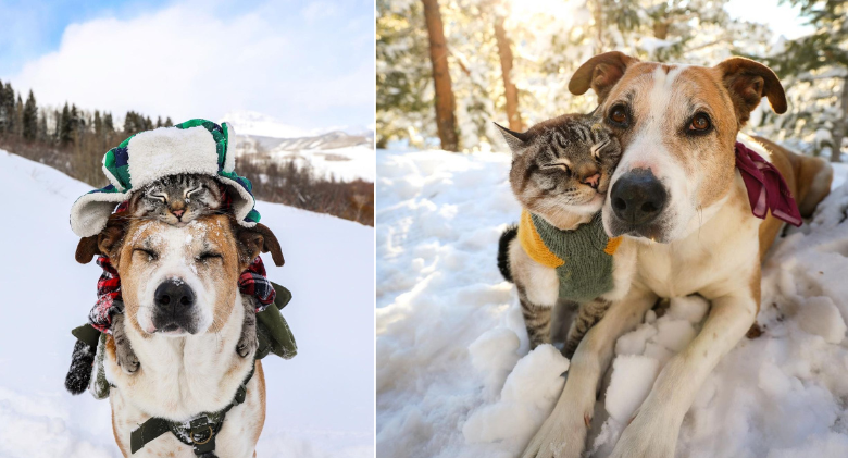 Rescued pets develop friendships and go on adventures together