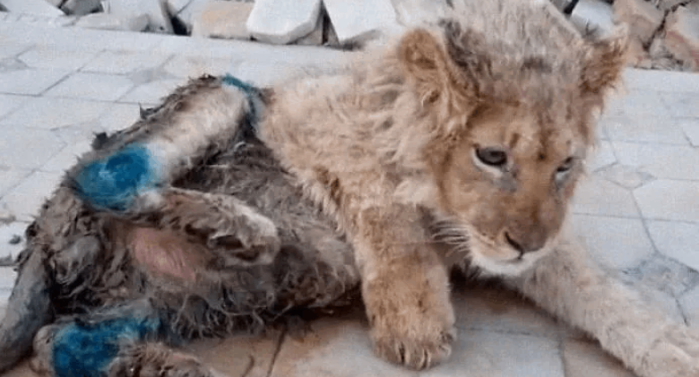 Rescuers Save a Baby Lion Whose Legs Were Broken For Tourist Photos