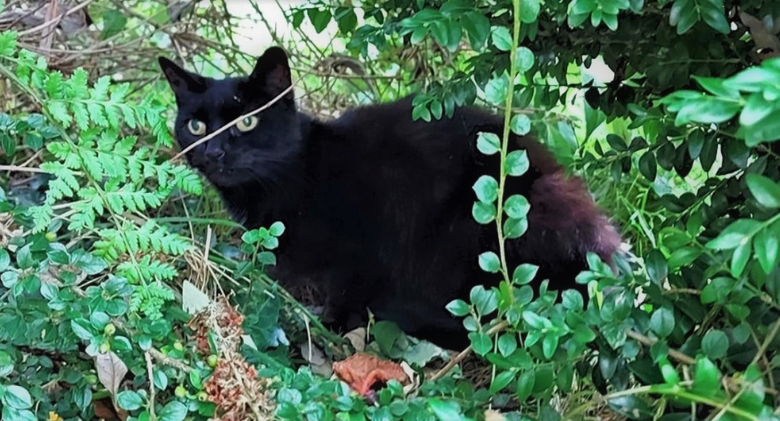 Rescuers are summoned by the heroic cat's cries after his elderly owner fell down 70-foot