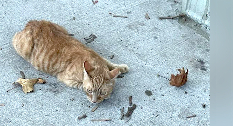 Rescuers in Brooklyn Pull a Cowboy Cat From Under an Expressway