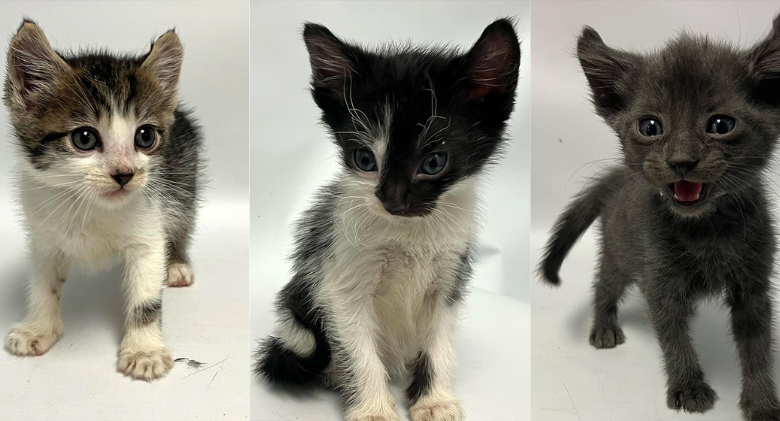 Rescuers in the Bronx save a mother cat and her oddly-curled-ear kittens