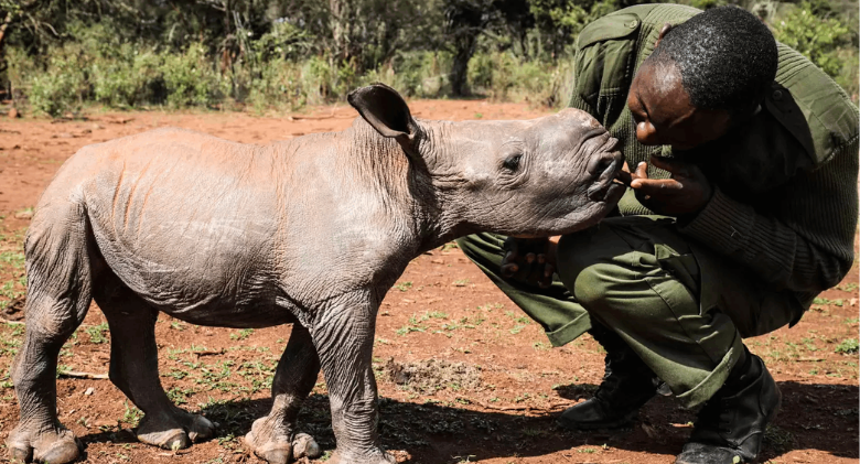 Rhino the newborn decides to adopt the men who saved her life