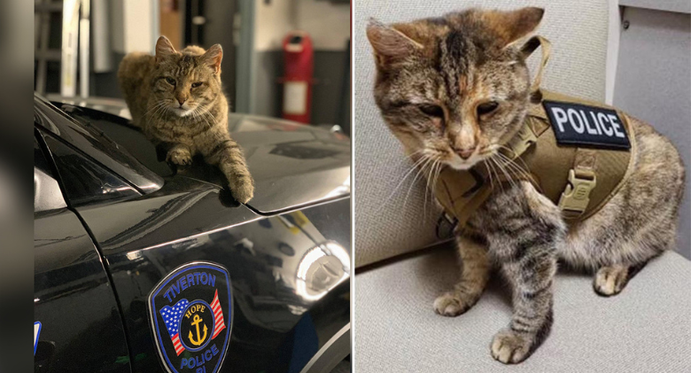 Rhode Island's Officer Scrappy the Police Compassion Cat is on Duty
