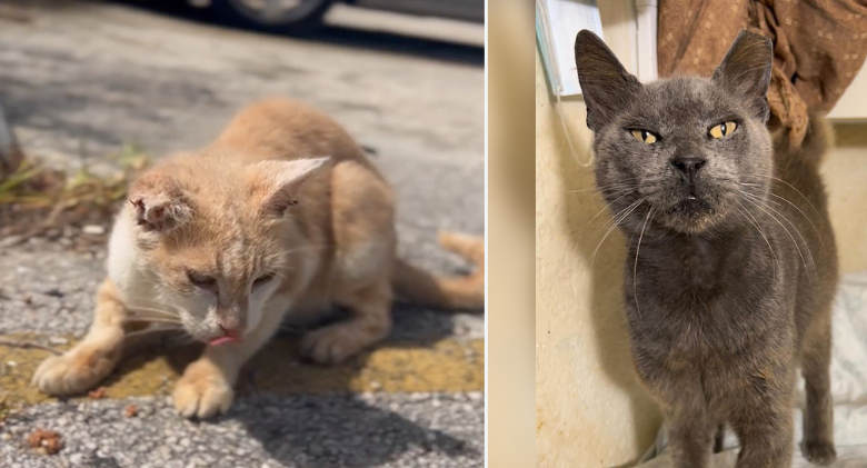 Save Forgotten Cats Waiting to Be Seen by Florida Animal Friends