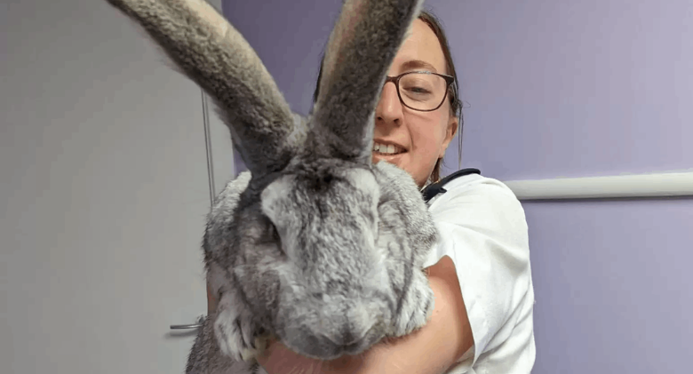Save the Rabbit The size of a dog seeks a lover who will love her completely