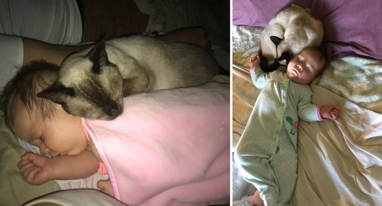 Scared stray cat changes as she encounters a newborn child