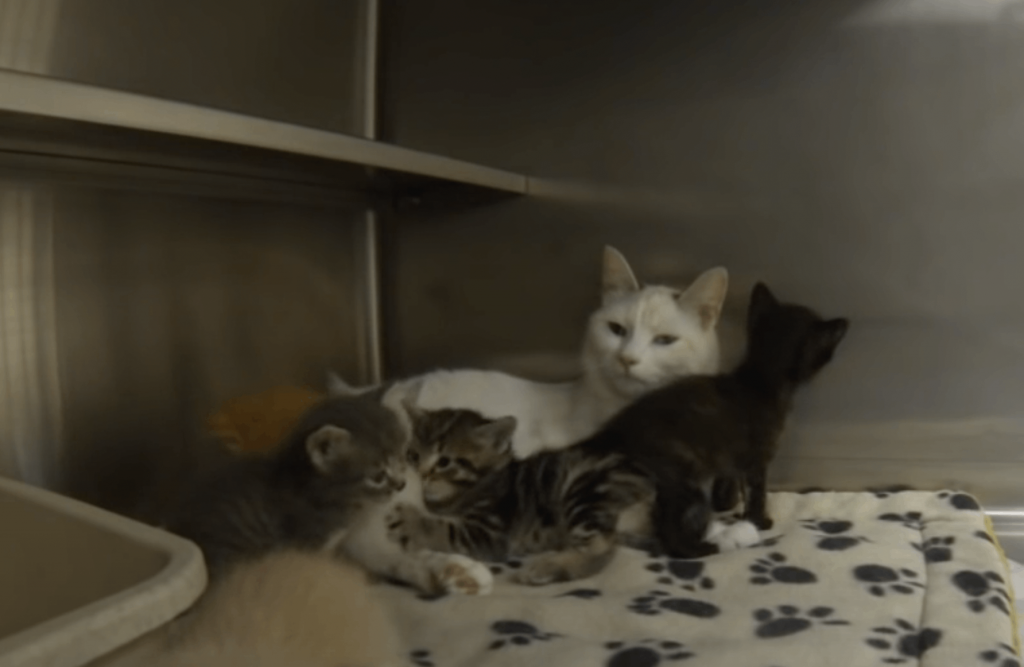 Rescue Cat Had Three Kittens, But Brought in Three More!