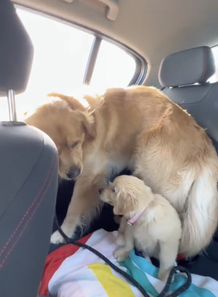 The Loving Reaction Of A Golden Retriever To A New Puppy Sibling Makes ...