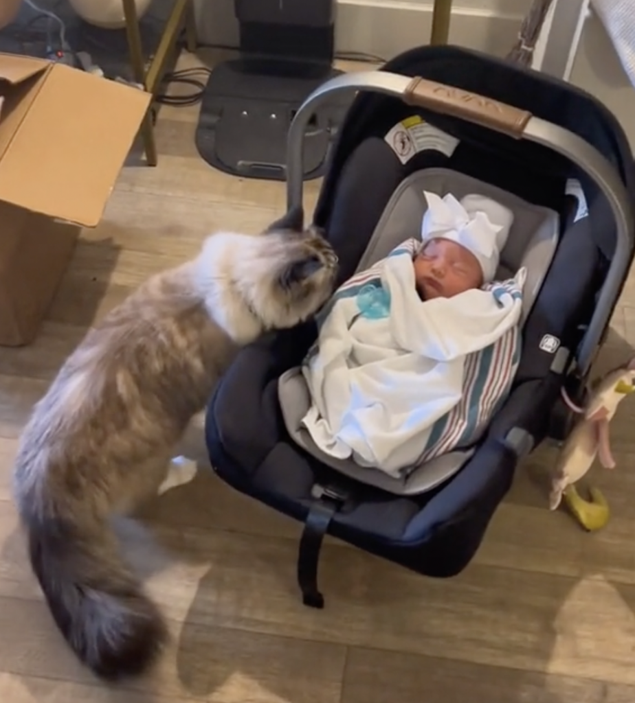 After meeting the newborn the family cat, who is "jealous," vomits her