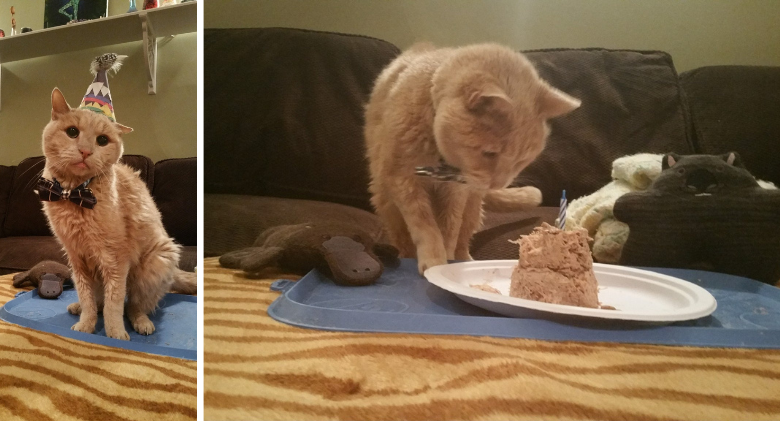 Senior cat left behind finds loving home, and his life is just getting started!