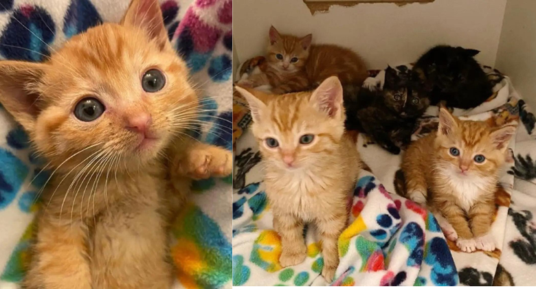 Seven Kittens Who Were Left Outside by Kind People Find Help to Survive