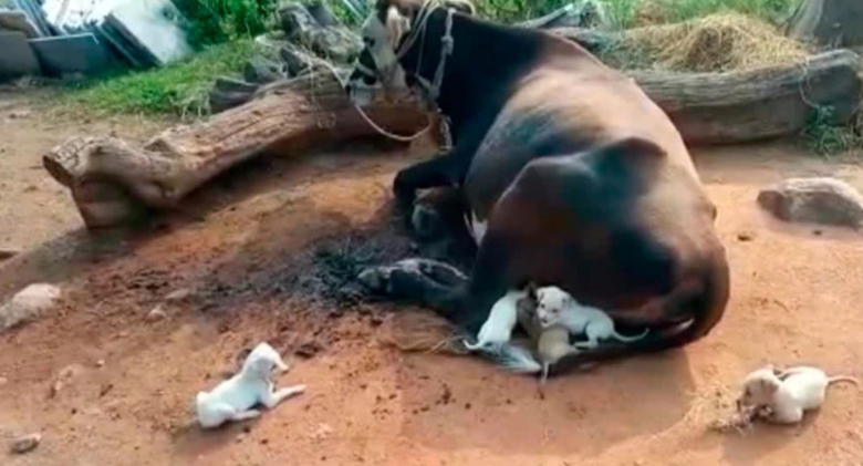 Seven orphaned puppies approached a mother cow and begged to be suckled