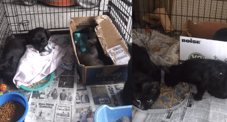 Shelter Creates Special Plan To Find Homes For 40 Black Cats that Are Overflowing