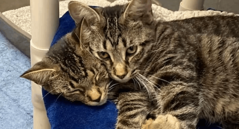 Shelter Stirs Up Conversation With Cute "Two-Headed Cat" Photo