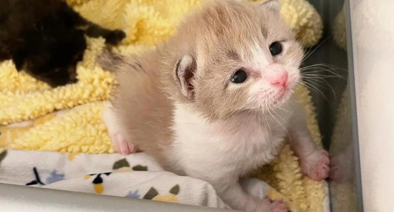 Since they were three days old, two miracle kittens have provided each other with support