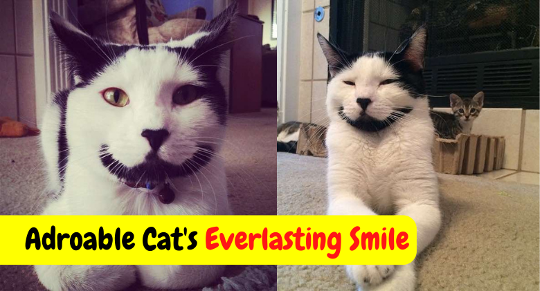 Sirius the Joyful Cat with an Everlasting Smile !! Happy Cat Story