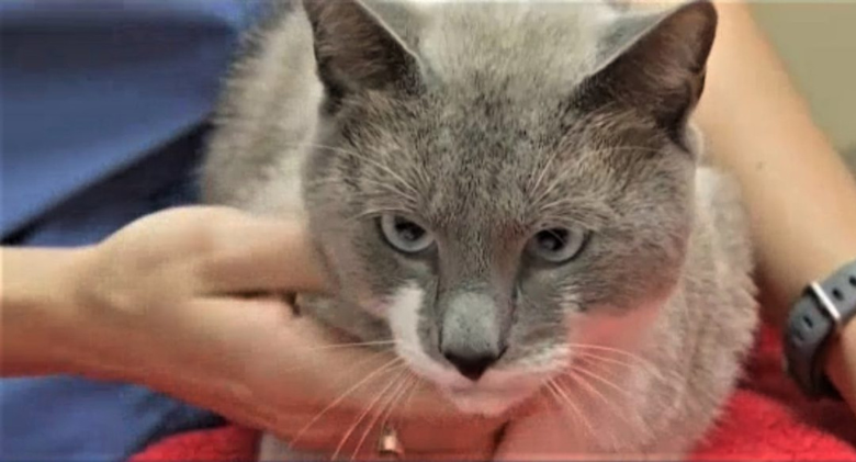 Sky Ghost The cat is now living in his forever home after formerly lying dead in the street