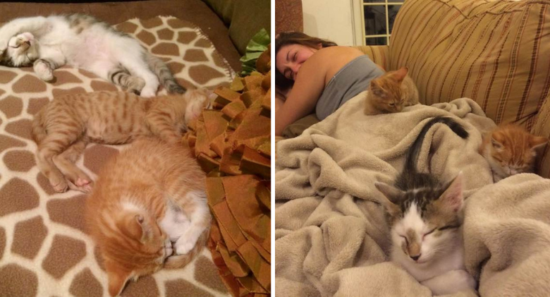 So Adorable! These cats are smitten with each other ever since she saved them