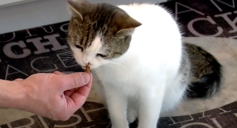 Special Needs In His Guardian, Cat Has A Soulmate