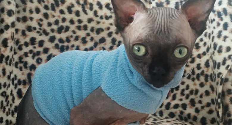 Sphynx Kitty Has Rare Neurological Condition That Makes It Look Like A Bat