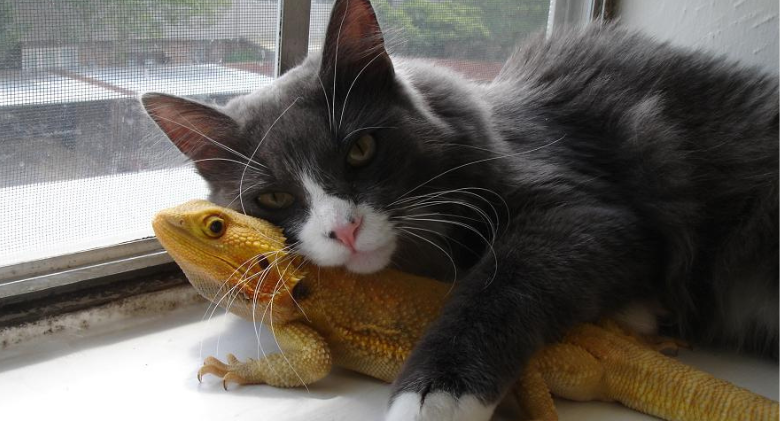 Strange But Adorable Friendship Between a Cat and a Bearded Dragon